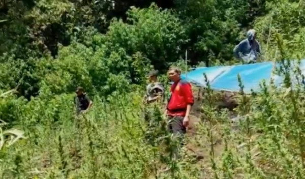 Brutal! Anak Buah Bandar Ganja Melawan saat Digerebek, 3 Motor Polisi Hangus Dibakar