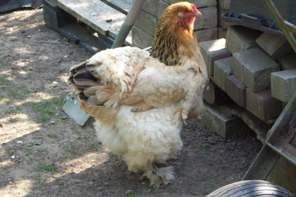 Ini Ayam Terbesar di Dunia, Nomor 4 Tingginya Hampir 1 Meter