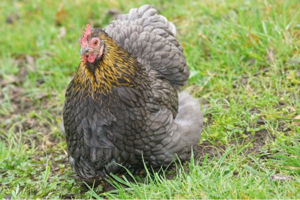 Ini Ayam Terbesar di Dunia, Nomor 4 Tingginya Hampir 1 Meter