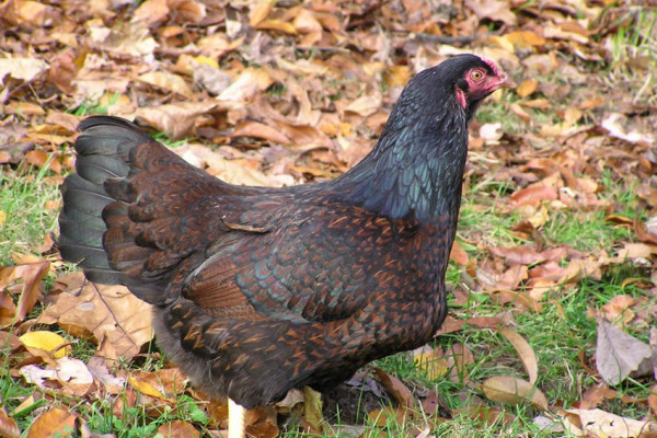Ini Ayam Terbesar di Dunia, Nomor 4 Tingginya Hampir 1 Meter