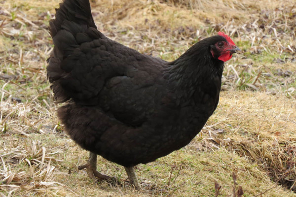 Ini Ayam Terbesar di Dunia, Nomor 4 Tingginya Hampir 1 Meter