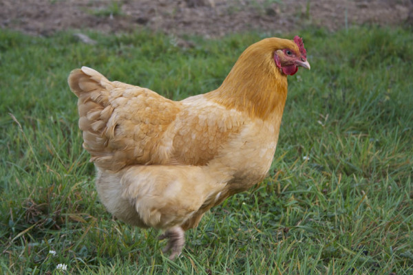 Ini Ayam Terbesar di Dunia, Nomor 4 Tingginya Hampir 1 Meter