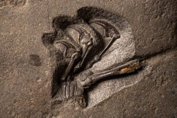 Reptil Bersayap Terbesar Periode Jurassic, Fosil Pterosaurus Berusia 170 Juta Tahun Ada di Skotlandia
