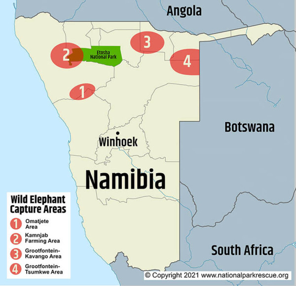 170 Gajah Dijual, Namibia Kewalahan Kendalikan Populasinya yang Mencapai 24.000 Ekor