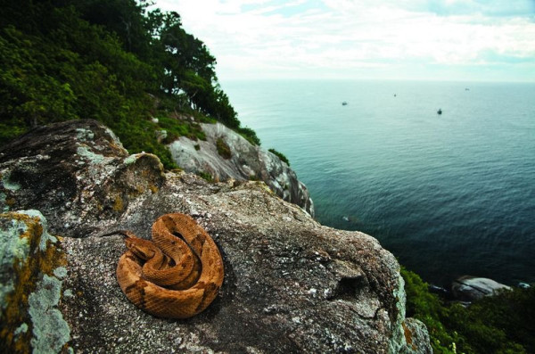 4 Pulau Ini Dihuni Lebih Banyak Ular Dibandingkan Manusia, Nomor 2 Ada di Indonesia