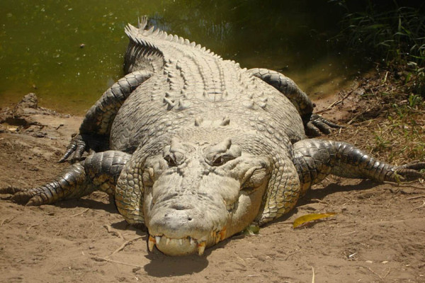 Buaya Air Asin: Reptil Tertua dan Terbesar di Dunia