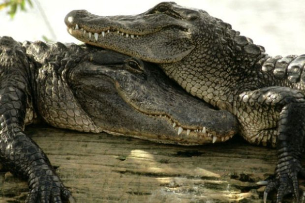 70 Persen Buaya Betina Terbukti Setia, Bagaimana yang Jantan?