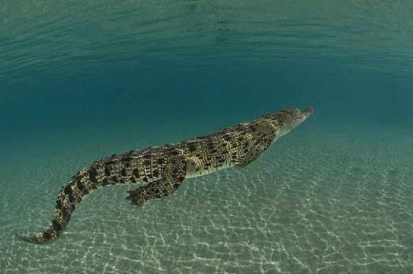 Buaya Mampu Berenang dengan Kecepatan 20 Km Per Jam