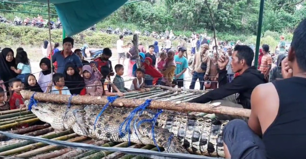 Penampakan Buaya 4 Meter Ditangkap, Jadi Tontonan Warga Kampung