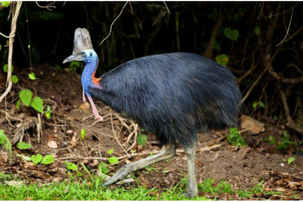 3 Burung Paling Ganas di Dunia, Salah Satunya Ada di Indonesia