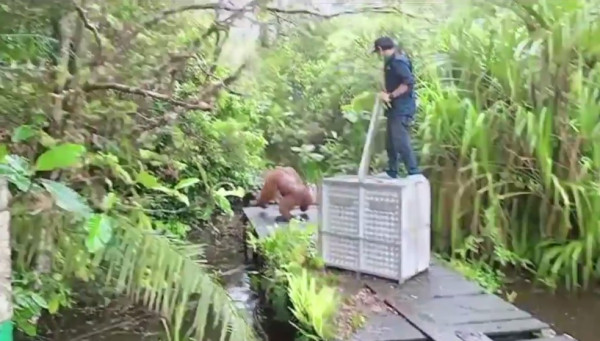Penampakan Orangutan Nyasar di Perkebunan Sawit, Akhirnya Dievakuasi dan Dilepasliarkan