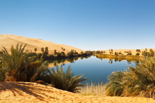 Dikenal Sebagai Gurun Pasir Terpanas dan Terbesar, Ini Satwa yang Hidup di Sahara