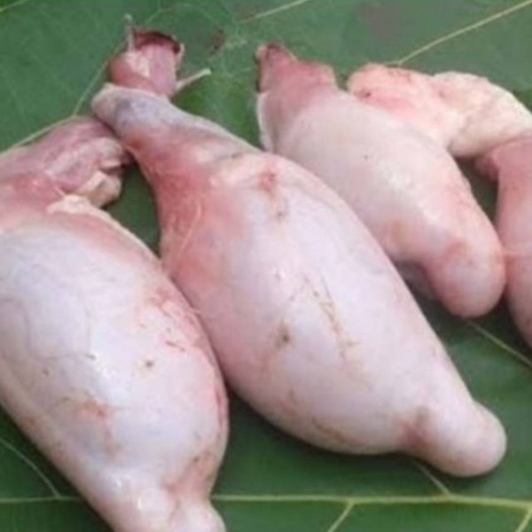 Dipercaya Bikin Pasangan Ketagihan, Ini Fakta Testosteron Torpedo Kambing