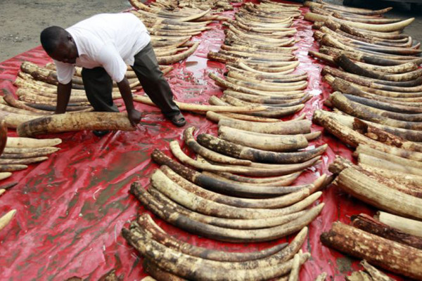 7 Anggota Tubuh Hewan Termahal di Dunia, Harganya Sangat Fantastis!