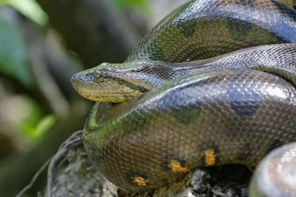 Ini 4 Jenis Anaconda di Alam Liar, Benarkah Suka Memangsa Manusia?