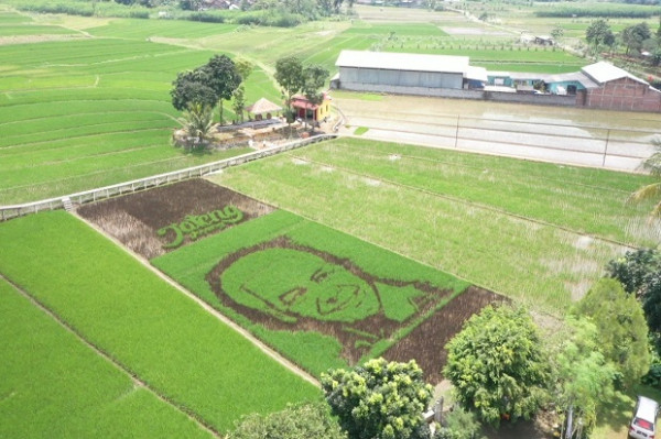 Padi Pariwulung dan Gambar Ganjar di Tengah Sawah