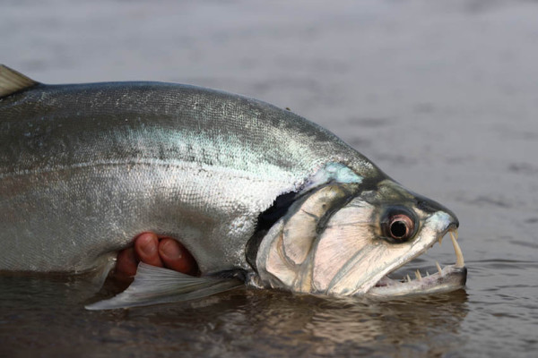 5 Ikan Bergigi Tajam di Air Tawar, Nomor 4 Dijuluki Ikan Drakula