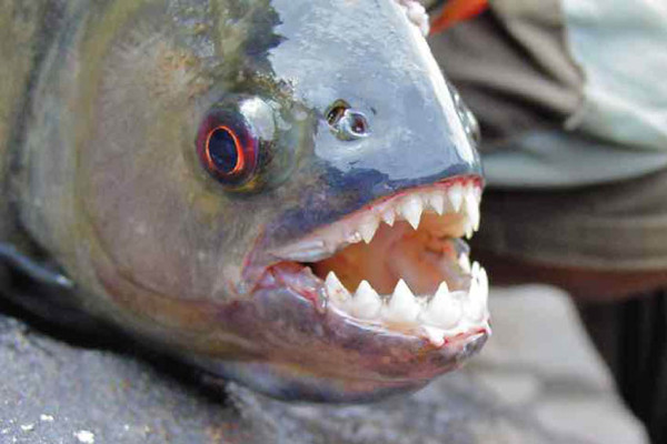 5 Ikan Bergigi Tajam di Air Tawar, Nomor 4 Dijuluki Ikan Drakula
