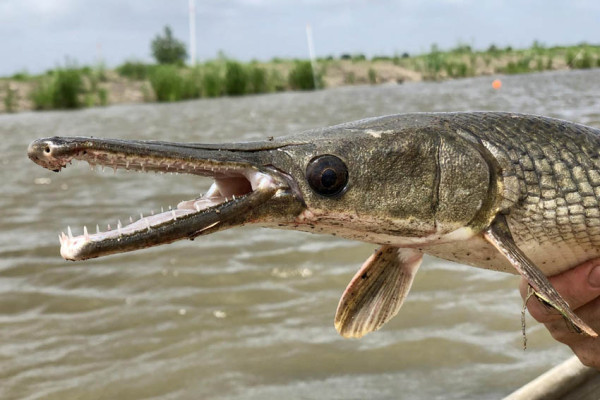 5 Ikan Bergigi Tajam di Air Tawar, Nomor 4 Dijuluki Ikan Drakula