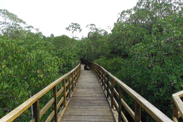 Mangrove Terluas di Kepulauan Riau Jadi Wisata Andalan Natuna