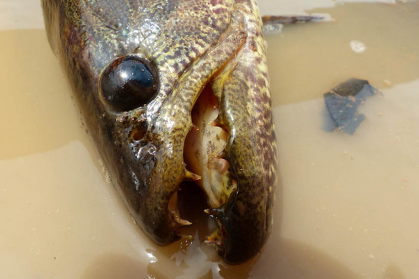 5 Ikan Bergigi Tajam di Air Tawar, Nomor 4 Dijuluki Ikan Drakula