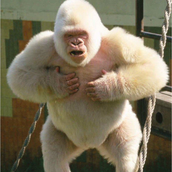 Kisah Snowflake, Satu-Satunya Gorila Albino di Dunia Hasil Incest