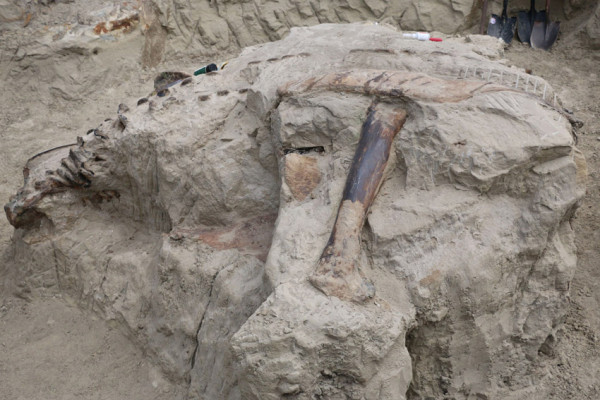 Ini Fosil Dinosaurus Terlengkap di Dunia, Triceratops Horridus Dipamerkan di Australia