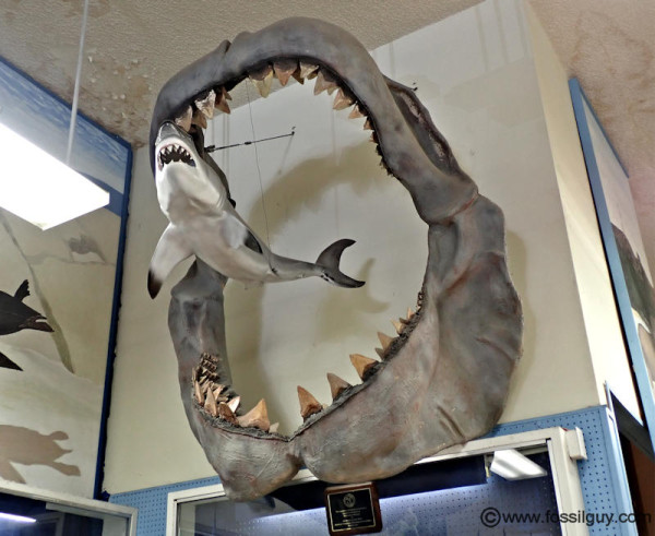 Ini Rahasia Mengapa Hiu Megalodon Bisa Berukuran Raksasa