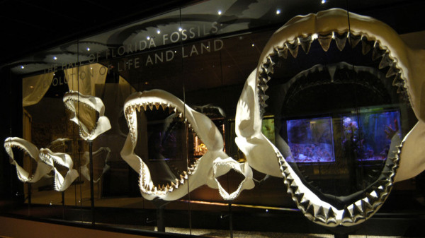 Ini Rahasia Mengapa Hiu Megalodon Bisa Berukuran Raksasa