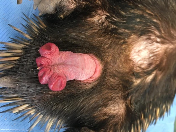 Ekidna, Hewan Aneh Asal Papua dengan 4 Buah Penis