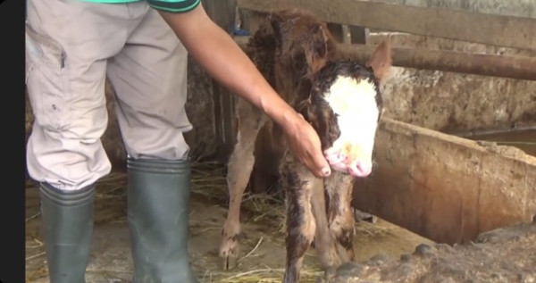 Kejadian Langka! Anak Sapi Lahir dengan 2 Hidung 4 Lubang di Kulonprogo
