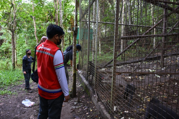 Raih Indonesia Green Award 2022, Begini Kehebatan Konservasi Monyet Yaki PGE Lahendong