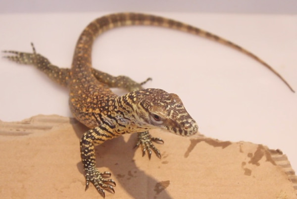 16 Bayi Komodo Lahir di Taman Safari Bali