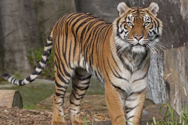 Leanne, Harimau Sumatera yang Anggun Meninggal di San Fransisco