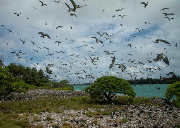 Palmyra Atoll, Pulau Berhantu yang Penuh Kejadian Mistis