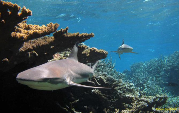 Palmyra Atoll, Pulau Berhantu yang Penuh Kejadian Mistis