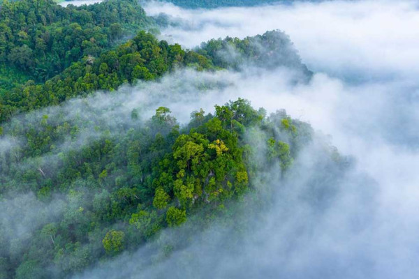 Hutan Bantu Kurangi Pemanasan Global Lebih Dari Satu Cara, Manusia Merusak dengan Berbagai Cara