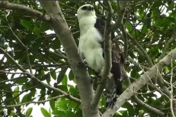 Kelahiran Sang Garuda dari Timur, Taman Nasional Tambora Sambut Kehadiran Anak Elang Flores