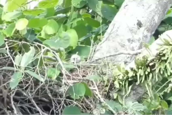 Kelahiran Sang Garuda dari Timur, Taman Nasional Tambora Sambut Kehadiran Anak Elang Flores