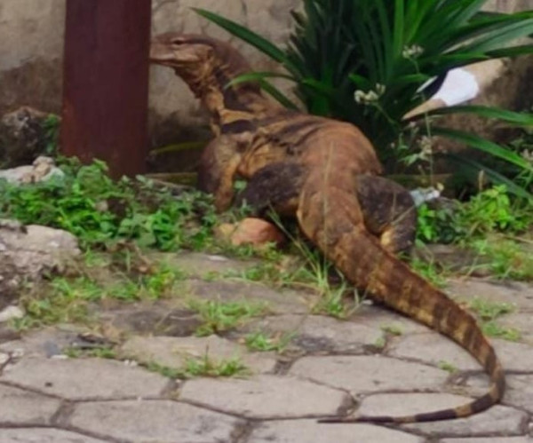Viral Video Biawak Masuk Rumah, Ini 8 Fakta tentang si Komodo Mini