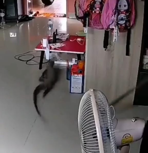 Viral Video Biawak Masuk Rumah, Ini 8 Fakta tentang si Komodo Mini