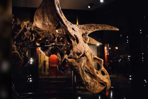 Triceratops Terbesar di Dunia Ini Mati Setelah Bertarung dengan Rekannya