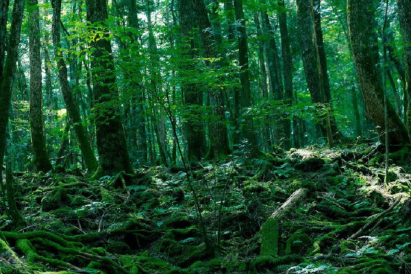 Terlihat Indah, Namun Hutan Ini Menyimpan Misteri Bunuh Diri