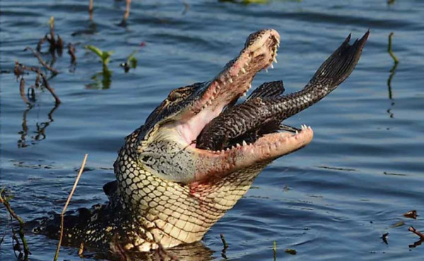 7 Hewan dengan Gigitan Terkuat, Nomor 6 untuk Melindungi Diri