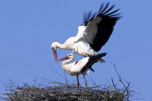 Bangau Putih, Burung Nasional Ukraina yang Sakral dan Simbol Kesejahteraan