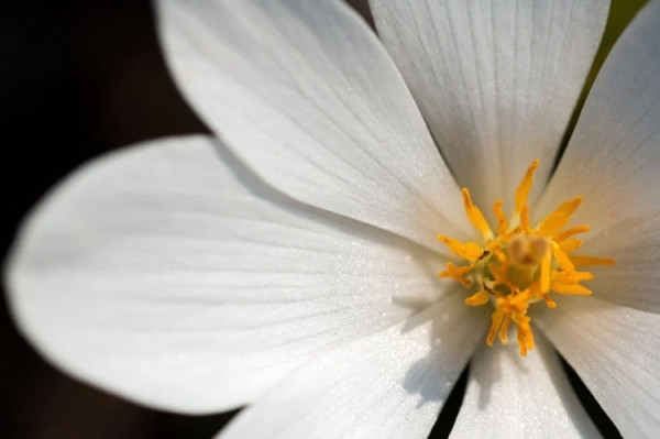 5 Bunga Cantik tapi Beracun, Ada Kecubung dari Indonesia