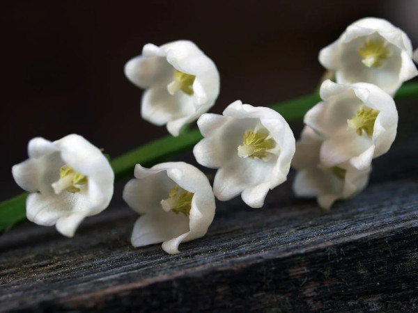 5 Bunga Cantik tapi Beracun, Ada Kecubung dari Indonesia