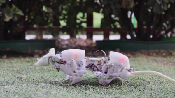 Peneliti China Buat Robot Tikus yang Diklaim Lebih Taktis Dibanding Anjing