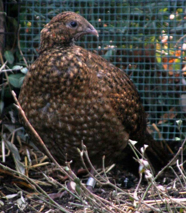 Setelah 90 Tahun, Burung Bertanduk Merah Langka India Ditemukan Kembali