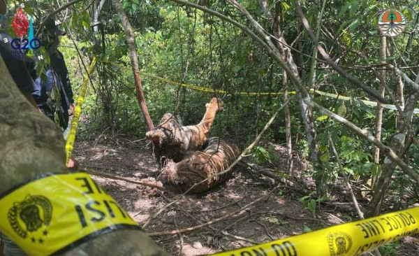 3 Harimau Sumatera Ditemukan Mati Kena Jerat di Aceh Timur